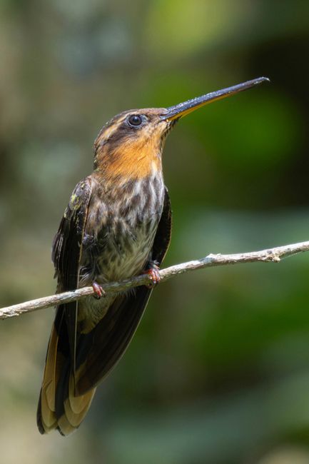 Fotomural Primer plano de un jacamar colirrojo posado en su hábitat natural, destacando su colorido plumaje.