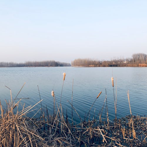 Бесплатное стоковое фото с водоем, камыш, озеро