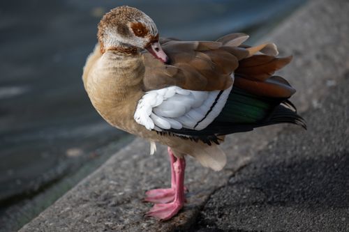 Free A vivid Egyptian Goose stands by the Thames River in London, showcasing its vibrant feathers. Stock Photo