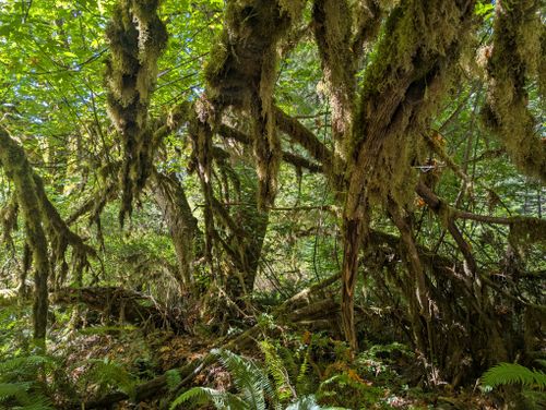 Free Capture the essence of a lush forest with tangled, moss-covered trees and abundant greenery. Stock Photo