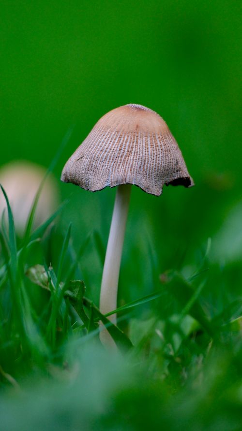 Free Detailed macro shot of a lone mushroom in vibrant green grass, showcasing nature's small wonders. Stock Photo