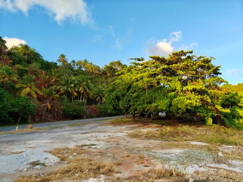 Free Scenic view of tropical greenery beside an empty road under a clear blue sky. Stock Photo