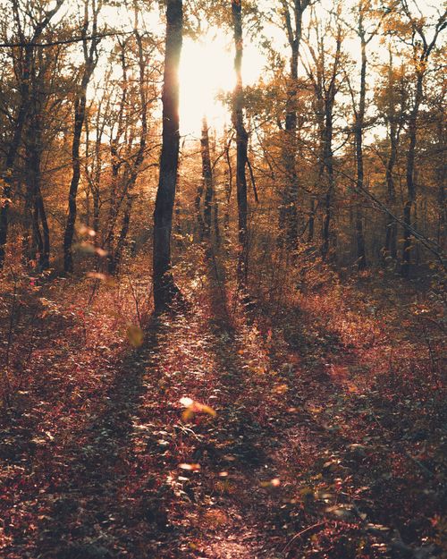 Free Backlit forest scene with autumn foliage and sun casting long shadows through trees. Stock Photo
