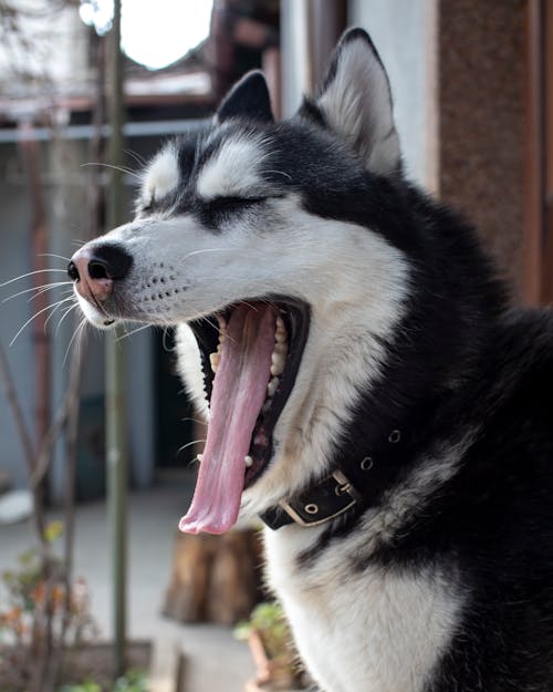 Black And White Siberian Husky