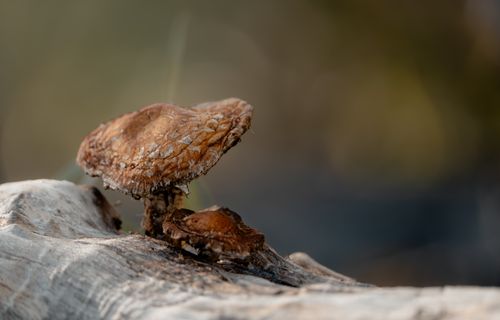 Free Detailed view of wild mushrooms growing on a log with blurred background, showcasing nature's complexity. Stock Photo