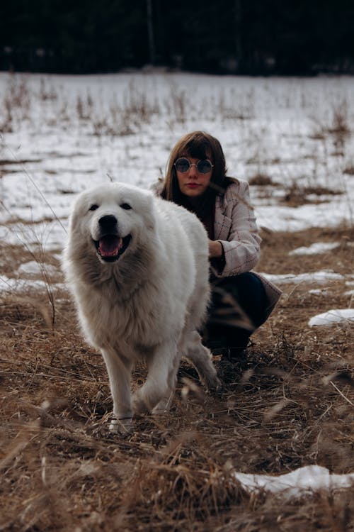 Woman Beside White Long Coated Dog