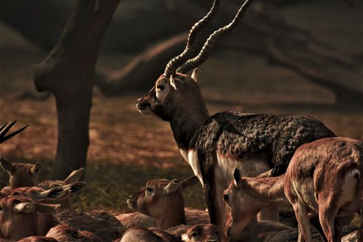A herd of blackbuck antelope with a prominent male standing in a natural setting.