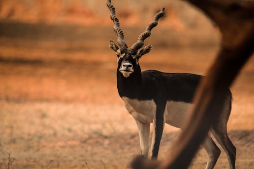 Δωρεάν στοκ φωτογραφιών με impala, άγρια φύση, αντιλόπη