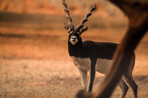 Foto d'estoc gratuïta de animal, antílop, banyam