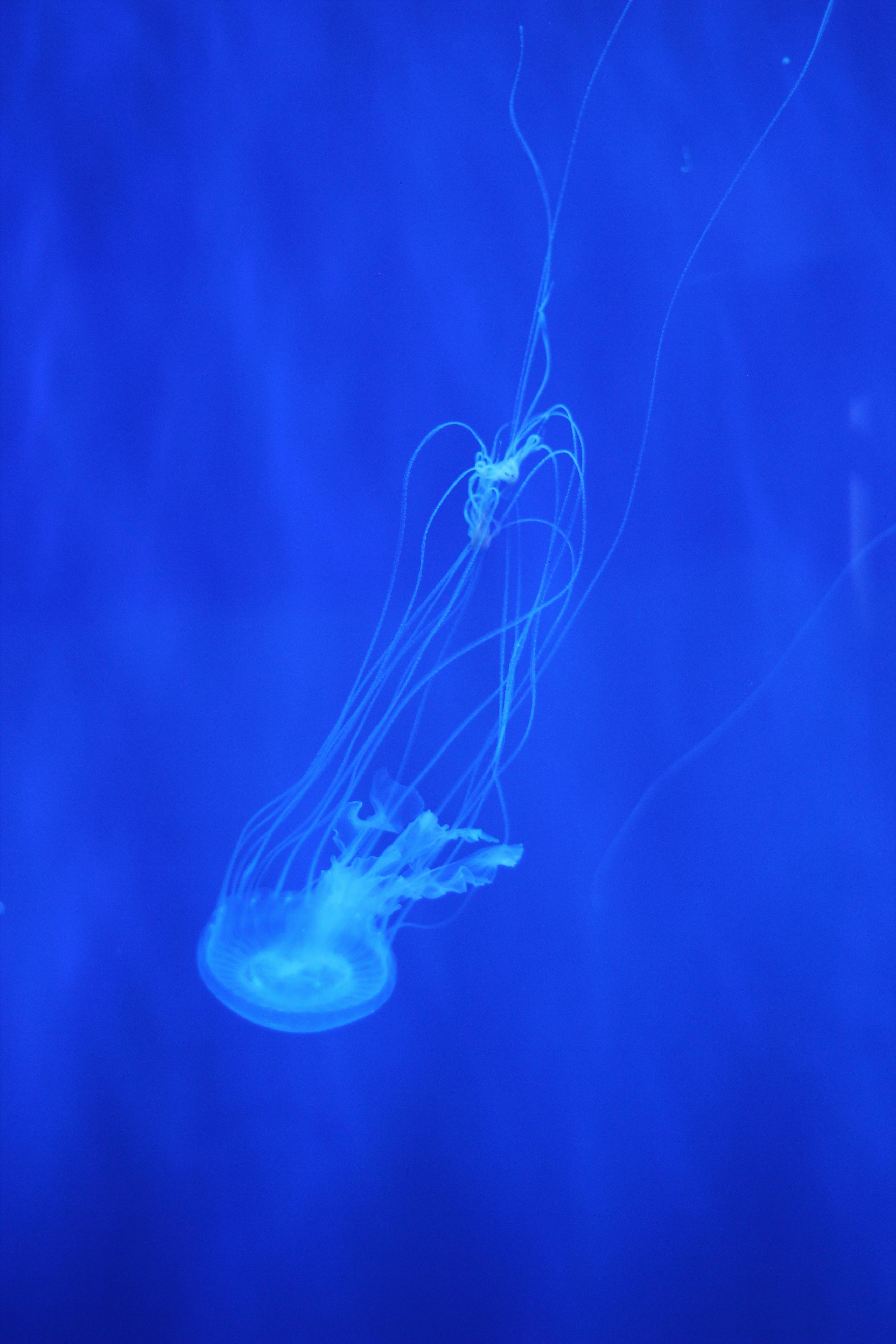 Free stock photo of jellyfish