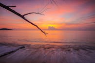 日落时分的海景，波浪与树枝交织，营造出一片宁静祥和的景象