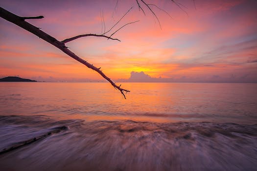 日落时分的海景，波浪与树枝交织，营造出一片宁静祥和的景象