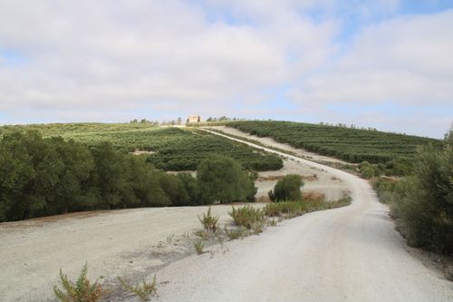 Free Peaceful rural landscape with olive groves in Jerez, Andalucía under a clear sky. Stock Photo