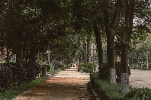 Free Serene tree-lined walkway in a city park on a tranquil day, perfect for strolls. Stock Photo