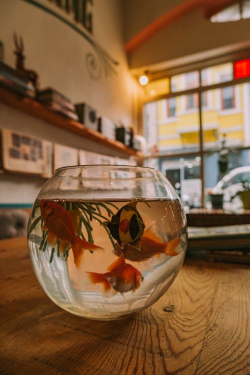 Free Goldfish swim in a bowl on a wooden table in a cozy interior setting. Stock Photo