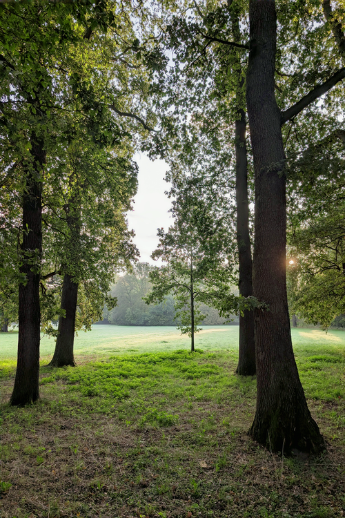 Free Sunlight peeks through a serene forest, highlighting vibrant greenery. Stock Photo