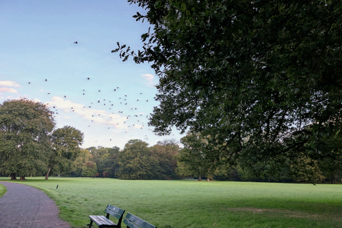 Free A serene park scene with birds in flight and empty benches under trees. Stock Photo