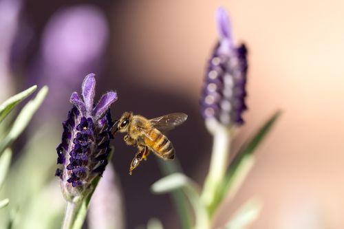 Free Macro shot of a honey bee collecting nectar from a lavender flower in daylight. Stock Photo