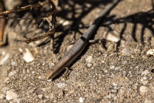 Free Close-up of a skink lizard basking on sandy soil in Campbelltown, Australia. Stock Photo