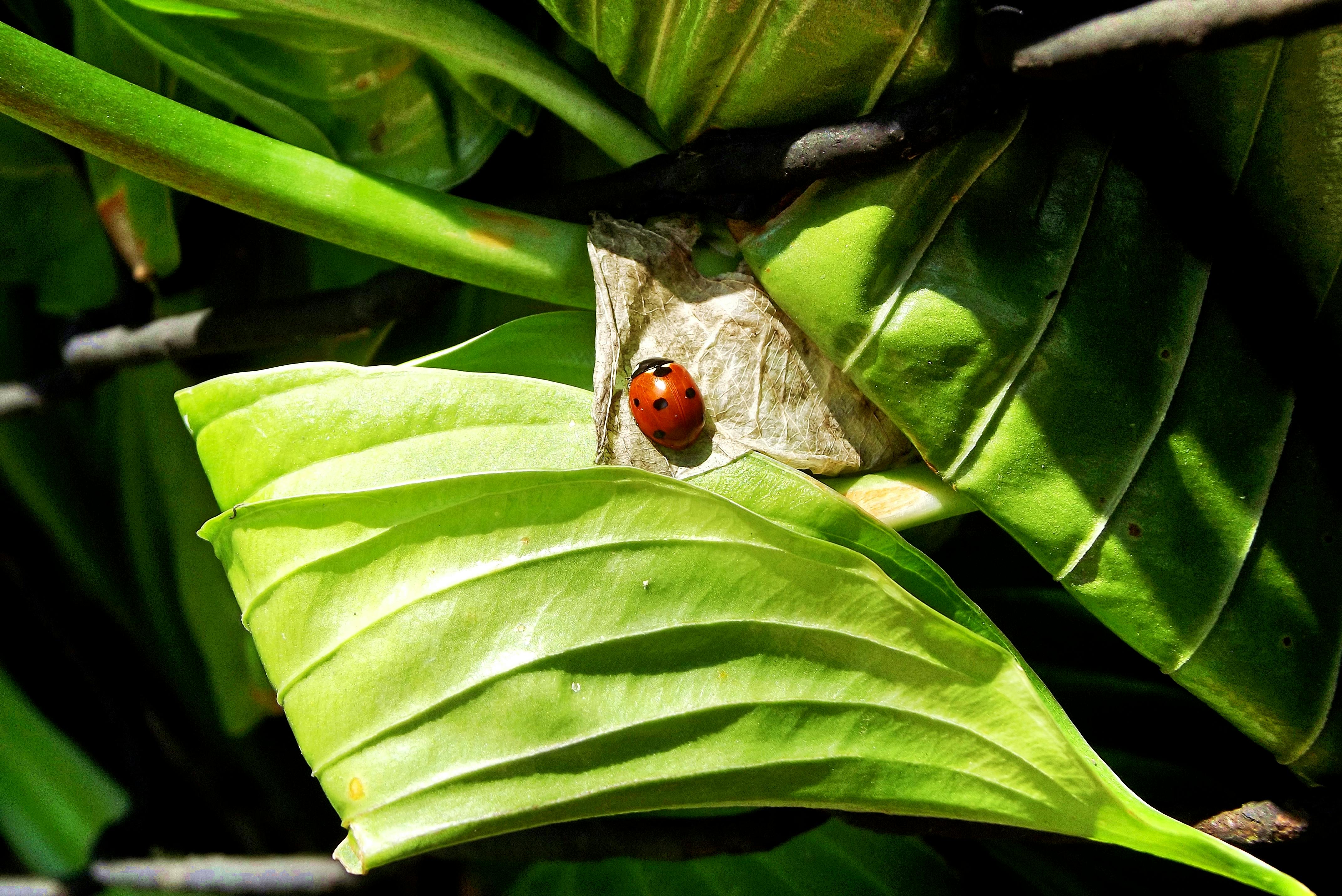 Stickers Strass Cristaux