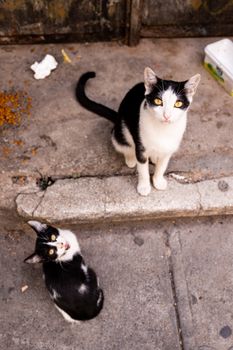 Two black and white stray cats on a street in Istanbul, looking up curiously.