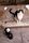 stray cat
