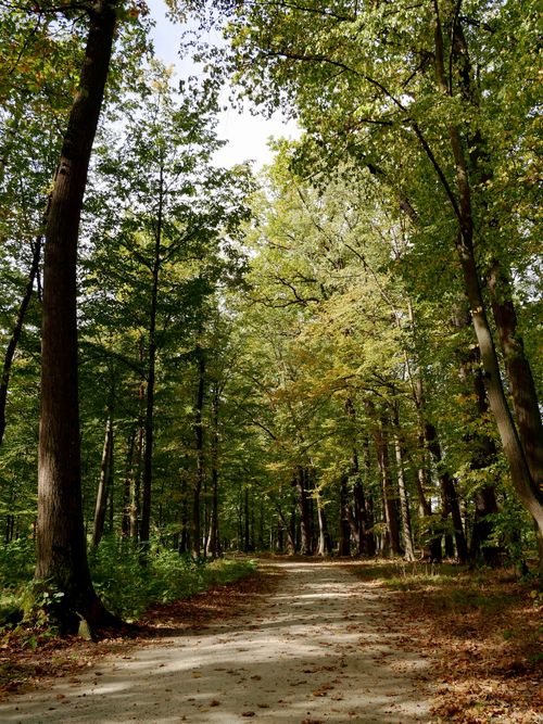 Free Peaceful forest trail surrounded by lush green trees in Zielona Góra, Poland. Stock Photo