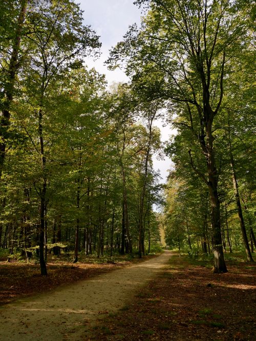 Free Peaceful forest path under tall trees in Zielona Góra, Poland during daytime. Stock Photo
