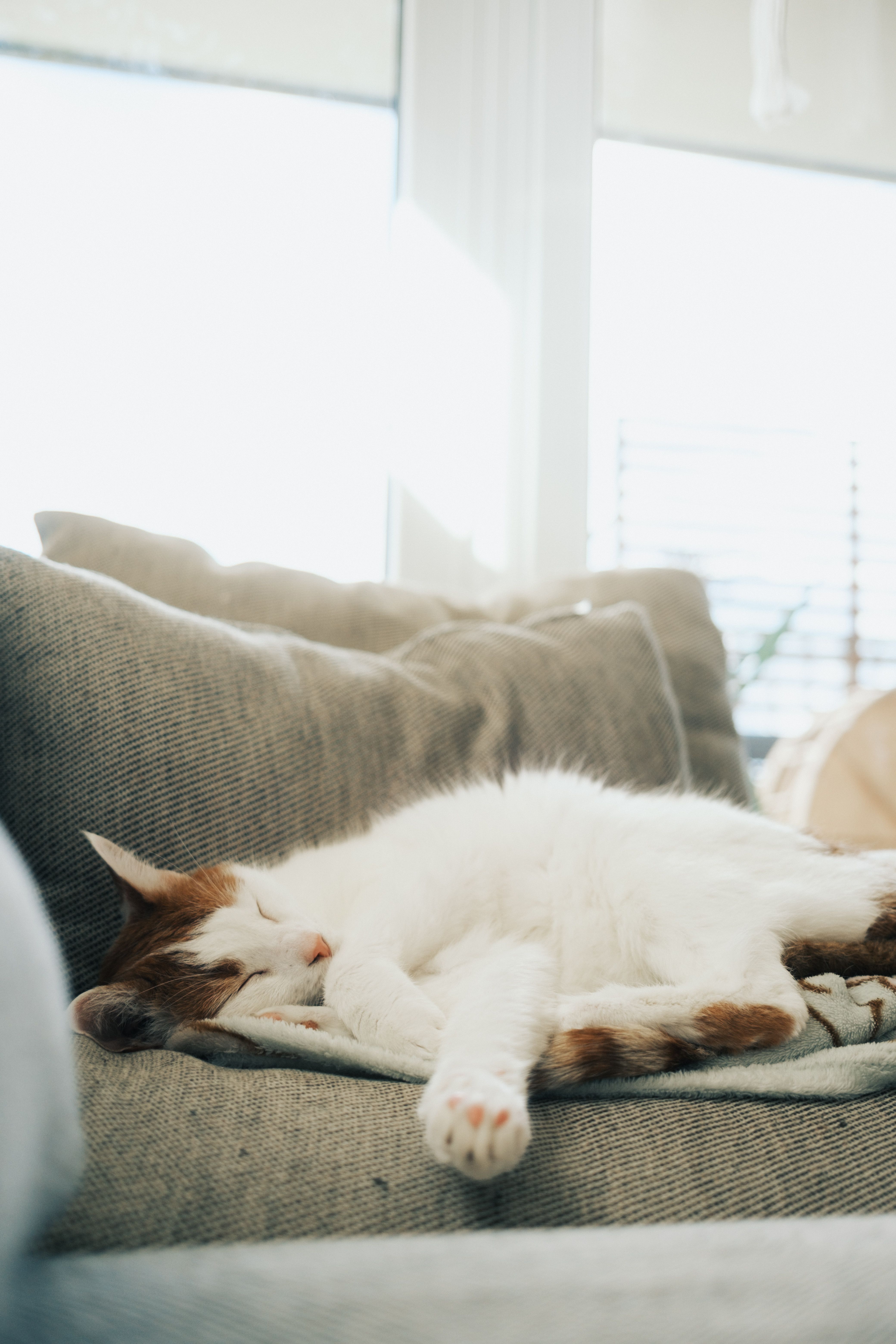 A peaceful image of a cat sleeping on a cozy sofa in a sunlit room.