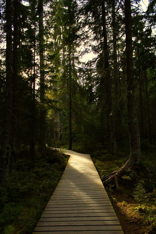 Free A serene wooden path through a lush forest in Prameny, Czechia, capturing the essence of tranquility. Stock Photo