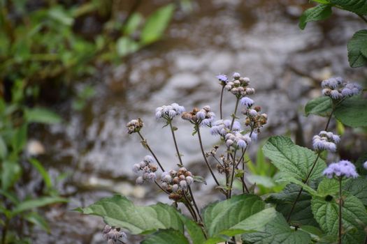 Serene close-up of purple wildflowers by a stream, showcasing natural beauty and tranquility.