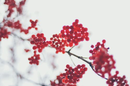 Free Detailed shot of bright red berries against a soft background, showcasing natural beauty. Stock Photo