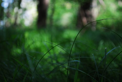 Free stock photo of calm, forest, free Stock Photo