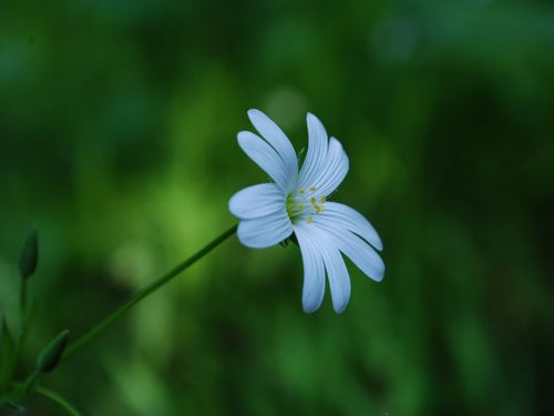Free stock photo of blossom, calm, flower Stock Photo