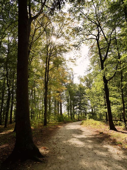 Free A peaceful path through a sunlit forest captures the essence of nature. Stock Photo