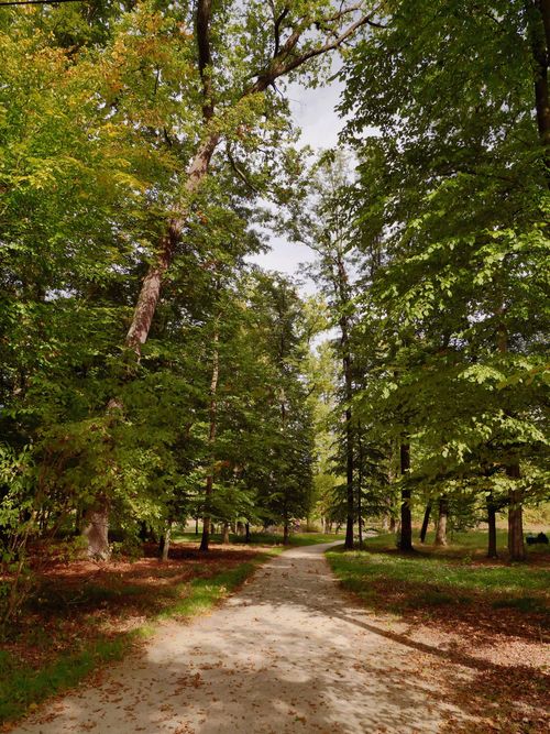 Free A tranquil pathway meandering through a lush forest during late summer. Stock Photo