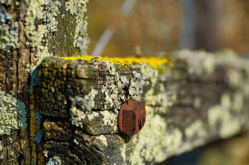 ağaç gövdesi, ağaç kabuğu, ahşap içeren Ücretsiz stok fotoğraf
