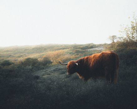 Highland cattle grazing amidst scenic dunes in South Holland, Netherlands.