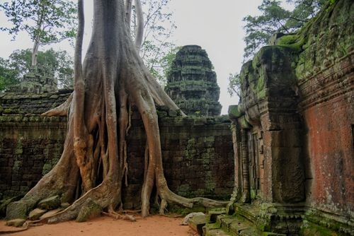 Free Large roots of a tree envelop an ancient stone temple at Ta Prohm, creating a mystical and historic scene. Stock Photo