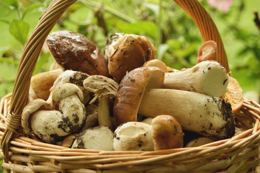 Freshly picked porcini mushrooms in a wicker basket outdoors, showcasing natural beauty.