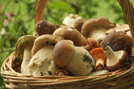 A collection of wild mushrooms including ceps and chanterelles in a wicker basket, perfect for culinary uses.