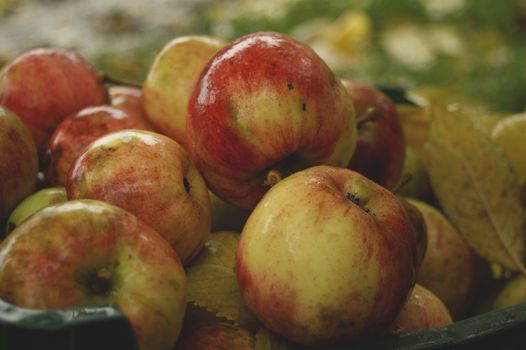 Red and yellow apples piled together, surrounded by autumn leaves, creating a seasonal feel.