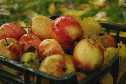 Free A basket of ripe apples surrounded by autumn leaves, capturing the essence of fall harvest. Stock Photo