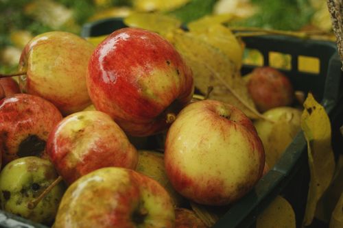 Free A close-up of freshly harvested apples in a crate surrounded by autumn leaves. Stock Photo