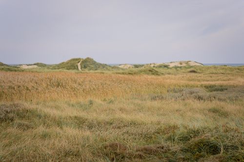 Free Peaceful dunes with grasses under a calm sky, ideal for nature themes. Stock Photo