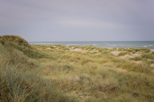 Free Peaceful scene of grassy dunes leading to a calm ocean under a soft sky. Stock Photo