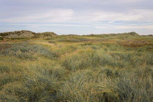 Free Expansive grassland field under a cloudy sky on a serene day. Stock Photo