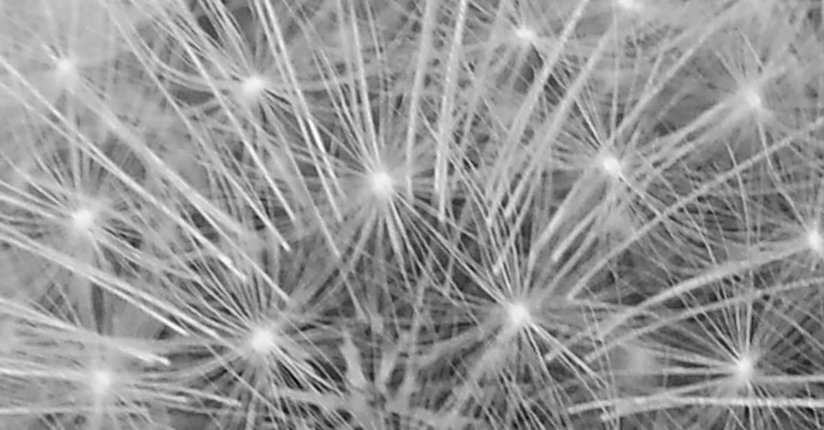 Free stock photo of abstract, black-and-white, dandelion