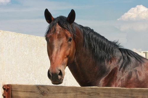 Free A majestic brown horse stands gracefully against a sunlit paddock background. Stock Photo