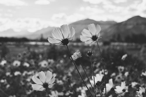 Grayscale Photo Of Flowers